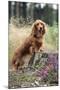 Miniature Long Haired Dachshunds on a Tree Stump-null-Mounted Photographic Print