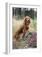 Miniature Long Haired Dachshunds on a Tree Stump-null-Framed Photographic Print