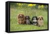 Miniature Long Haired Dachshunds Sitting in a Row-null-Framed Stretched Canvas