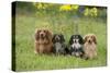 Miniature Long Haired Dachshunds Sitting in a Row-null-Stretched Canvas