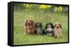 Miniature Long Haired Dachshunds Sitting in a Row-null-Framed Stretched Canvas