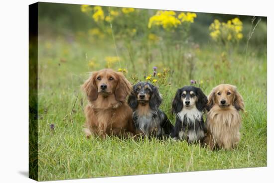 Miniature Long Haired Dachshunds Sitting in a Row-null-Stretched Canvas