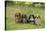 Miniature Long Haired Dachshunds Sitting in a Row-null-Stretched Canvas