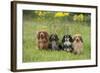 Miniature Long Haired Dachshunds Sitting in a Row-null-Framed Photographic Print