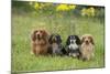 Miniature Long Haired Dachshunds Sitting in a Row-null-Mounted Photographic Print