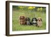 Miniature Long Haired Dachshunds Sitting in a Row-null-Framed Photographic Print