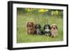 Miniature Long Haired Dachshunds Sitting in a Row-null-Framed Photographic Print