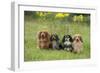 Miniature Long Haired Dachshunds Sitting in a Row-null-Framed Photographic Print