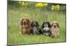 Miniature Long Haired Dachshunds Sitting in a Row-null-Mounted Photographic Print