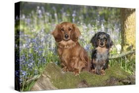 Miniature Long Haired Dachshunds Sitting in Bluebells-null-Stretched Canvas