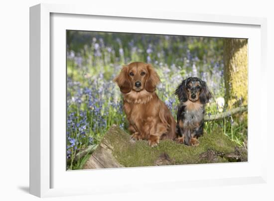 Miniature Long Haired Dachshunds Sitting in Bluebells-null-Framed Photographic Print