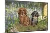 Miniature Long Haired Dachshunds Sitting in Bluebells-null-Mounted Photographic Print