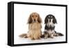 Miniature Long Haired Dachshunds Sitting Together-null-Framed Stretched Canvas