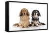 Miniature Long Haired Dachshunds Sitting Together-null-Framed Stretched Canvas