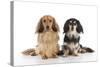 Miniature Long Haired Dachshunds Sitting Together-null-Stretched Canvas