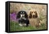 Miniature Long Haired Dachshunds Sitting Together-null-Framed Stretched Canvas