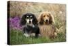 Miniature Long Haired Dachshunds Sitting Together-null-Stretched Canvas