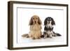 Miniature Long Haired Dachshunds Sitting Together-null-Framed Photographic Print