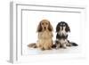 Miniature Long Haired Dachshunds Sitting Together-null-Framed Photographic Print