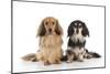 Miniature Long Haired Dachshunds Sitting Together-null-Mounted Photographic Print