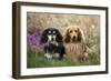 Miniature Long Haired Dachshunds Sitting Together-null-Framed Photographic Print