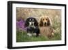 Miniature Long Haired Dachshunds Sitting Together-null-Framed Photographic Print