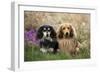 Miniature Long Haired Dachshunds Sitting Together-null-Framed Photographic Print