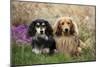 Miniature Long Haired Dachshunds Sitting Together-null-Mounted Photographic Print