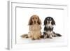 Miniature Long Haired Dachshunds Sitting Together-null-Framed Photographic Print