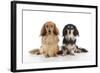 Miniature Long Haired Dachshunds Sitting Together-null-Framed Photographic Print