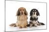 Miniature Long Haired Dachshunds Sitting Together-null-Mounted Photographic Print