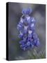 Miniature Lupine (Lupinus Bicolor), Shoshone National Forest, Wyoming-James Hager-Stretched Canvas