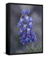 Miniature Lupine (Lupinus Bicolor), Shoshone National Forest, Wyoming-James Hager-Framed Stretched Canvas
