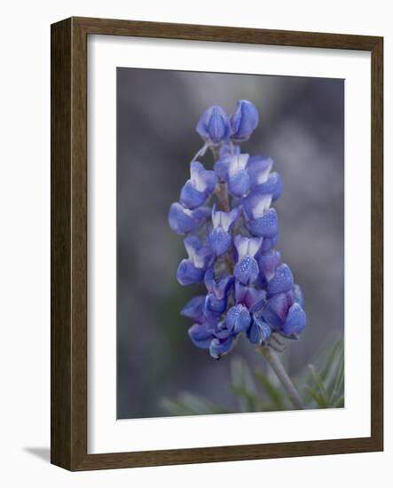 Miniature Lupine (Lupinus Bicolor), Shoshone National Forest, Wyoming-James Hager-Framed Photographic Print