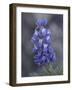 Miniature Lupine (Lupinus Bicolor), Shoshone National Forest, Wyoming-James Hager-Framed Photographic Print