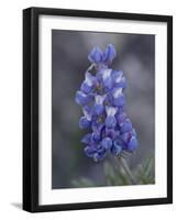 Miniature Lupine (Lupinus Bicolor), Shoshone National Forest, Wyoming-James Hager-Framed Photographic Print