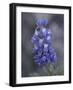 Miniature Lupine (Lupinus Bicolor), Shoshone National Forest, Wyoming-James Hager-Framed Photographic Print