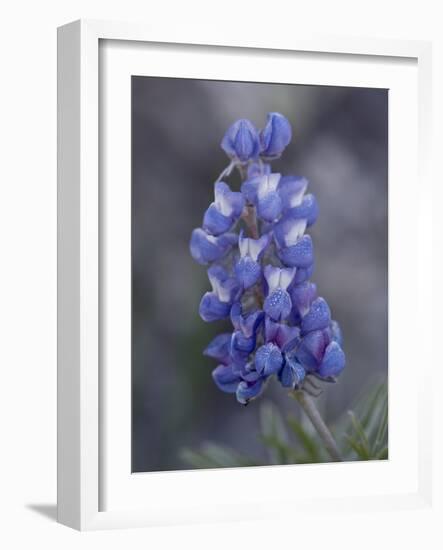 Miniature Lupine (Lupinus Bicolor), Shoshone National Forest, Wyoming-James Hager-Framed Photographic Print
