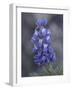 Miniature Lupine (Lupinus Bicolor), Shoshone National Forest, Wyoming-James Hager-Framed Photographic Print