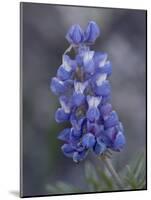 Miniature Lupine (Lupinus Bicolor), Shoshone National Forest, Wyoming-James Hager-Mounted Photographic Print