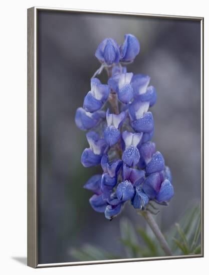 Miniature Lupine (Lupinus Bicolor), Shoshone National Forest, Wyoming-James Hager-Framed Photographic Print