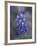 Miniature Lupine (Lupinus Bicolor), Shoshone National Forest, Wyoming-James Hager-Framed Photographic Print