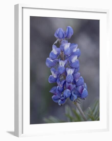 Miniature Lupine (Lupinus Bicolor), Shoshone National Forest, Wyoming-James Hager-Framed Photographic Print