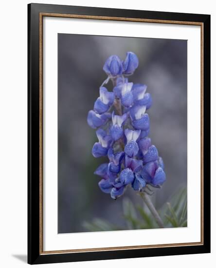 Miniature Lupine (Lupinus Bicolor), Shoshone National Forest, Wyoming-James Hager-Framed Photographic Print