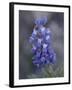 Miniature Lupine (Lupinus Bicolor), Shoshone National Forest, Wyoming-James Hager-Framed Photographic Print