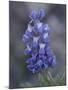 Miniature Lupine (Lupinus Bicolor), Shoshone National Forest, Wyoming-James Hager-Mounted Photographic Print