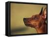 Miniature Pinscher Looking Up-Adriano Bacchella-Framed Stretched Canvas