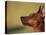 Miniature Pinscher Looking Up-Adriano Bacchella-Stretched Canvas