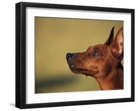Miniature Pinscher Looking Up-Adriano Bacchella-Framed Photographic Print