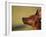 Miniature Pinscher Looking Up-Adriano Bacchella-Framed Photographic Print